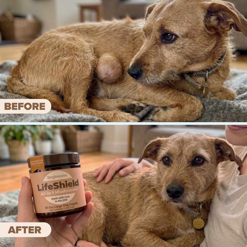 Lifeshield All-in-1 Mushroom Supplement